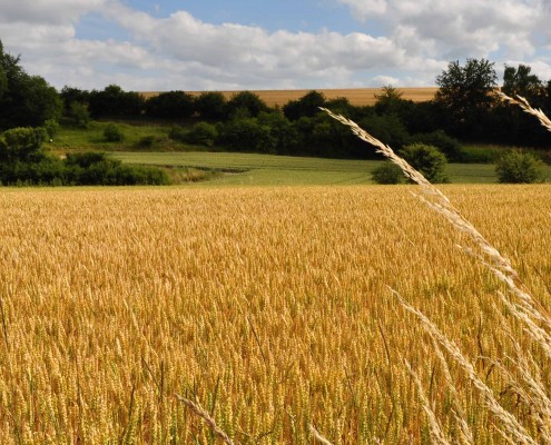 Picardie cultures